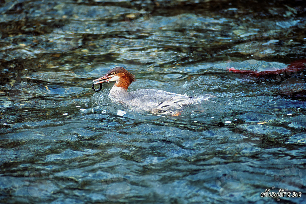 Diving specialist Goosander in action