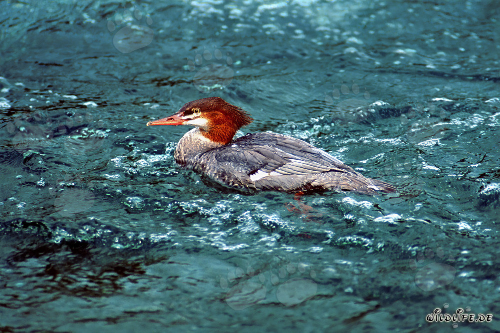 Faszinierender Gänsesäger im Wasser schwimmend