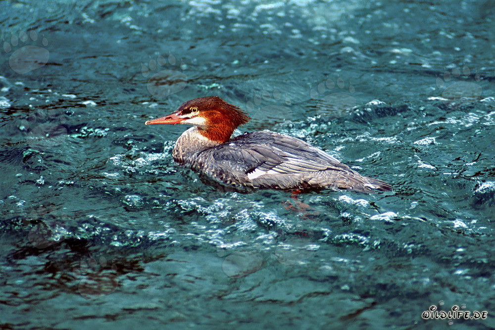 Fascinating Goosander Swimming in Water