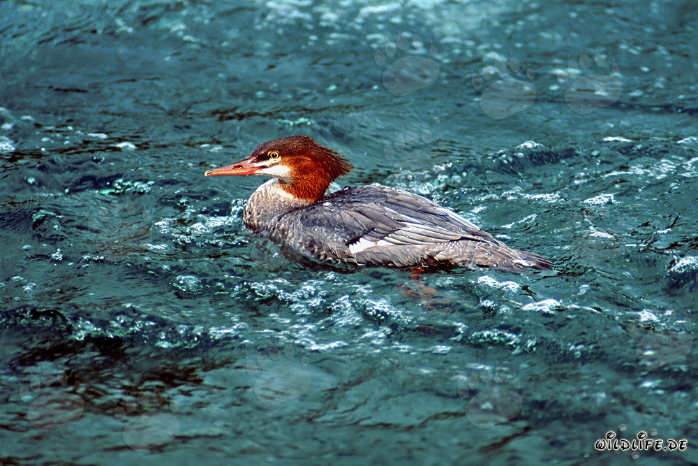 Harle huppé fascinant nageant dans l'eau
