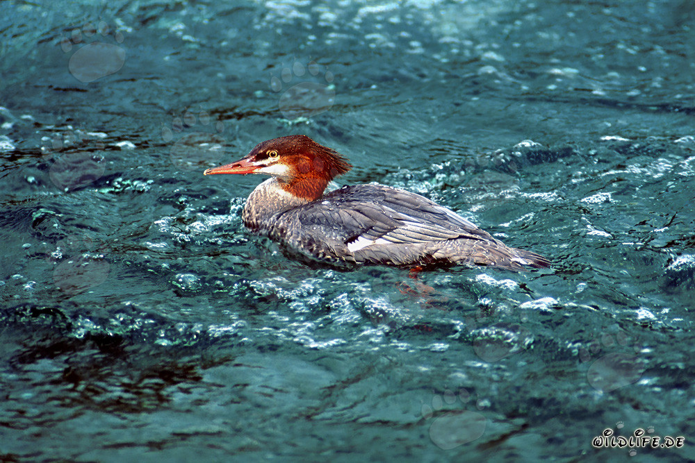 Somorgujo fascinante nadando en el agua
