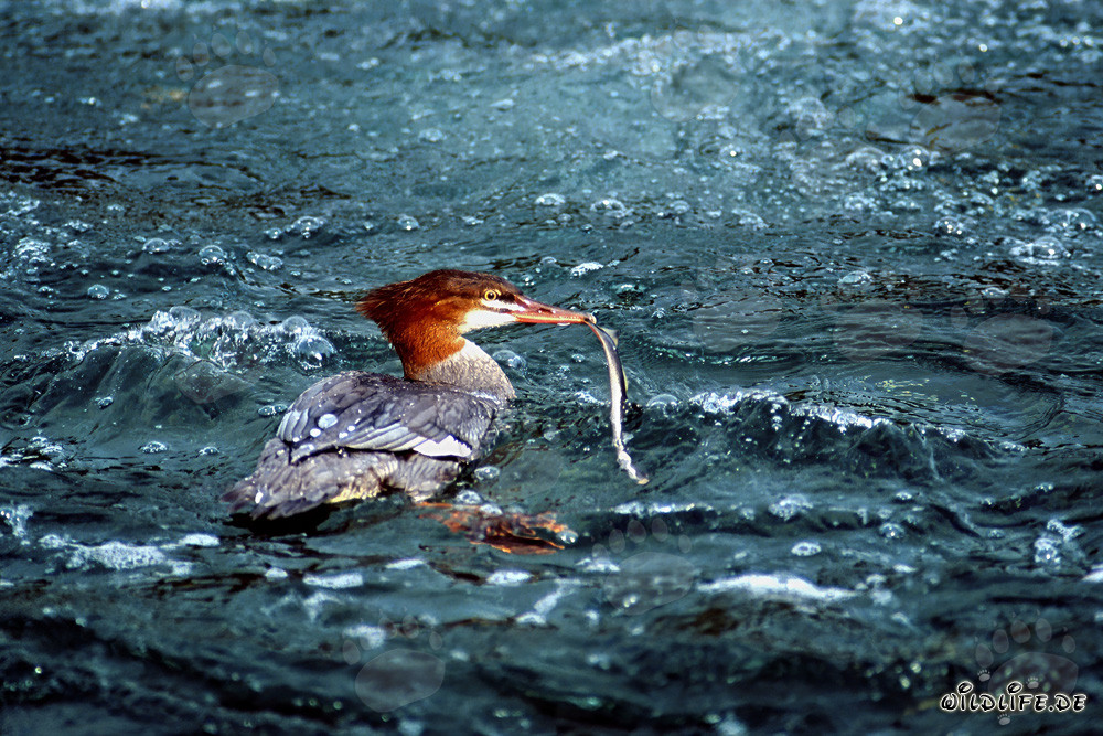 Goosander has captured an eel