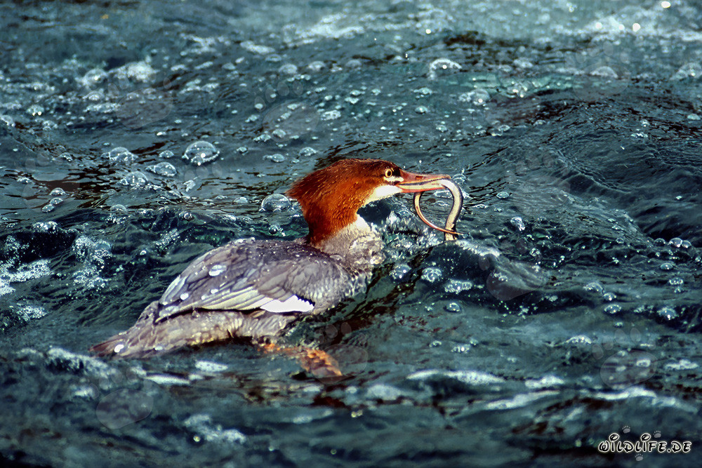 Common merganser with eel - Majestic water bird diving for prey