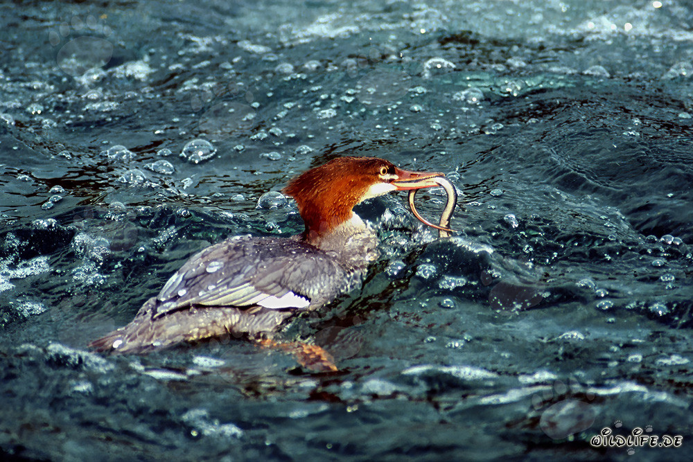 Gänsesäger mit Aal - Majestätischer Wasservogel beim Tauchen