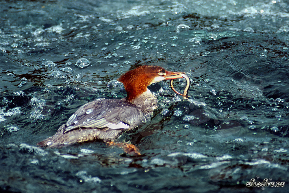 Harle bievre avec anguille - Oiseau aquatique majestueux plongeant