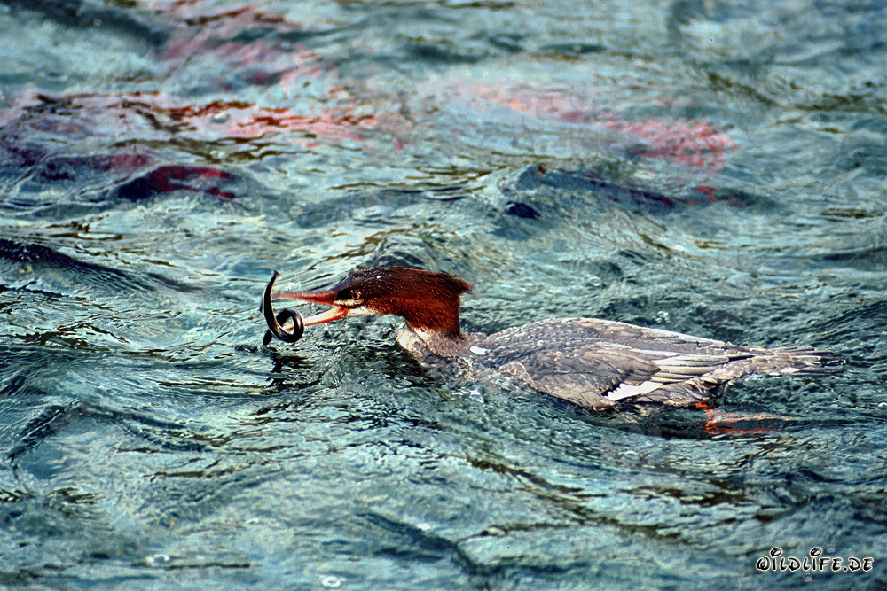 Gänsesäger - ein geschickter Fischjäger in Alaska