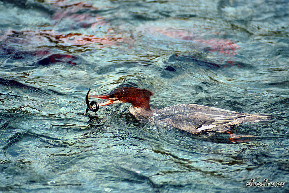 Serreta grande - un hábil pescador en Alaska