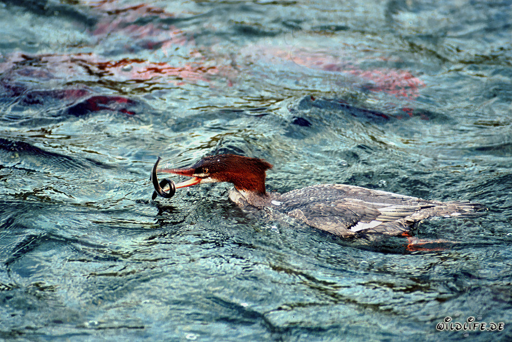 Smergo maggiore - un abile pescatore in Alaska