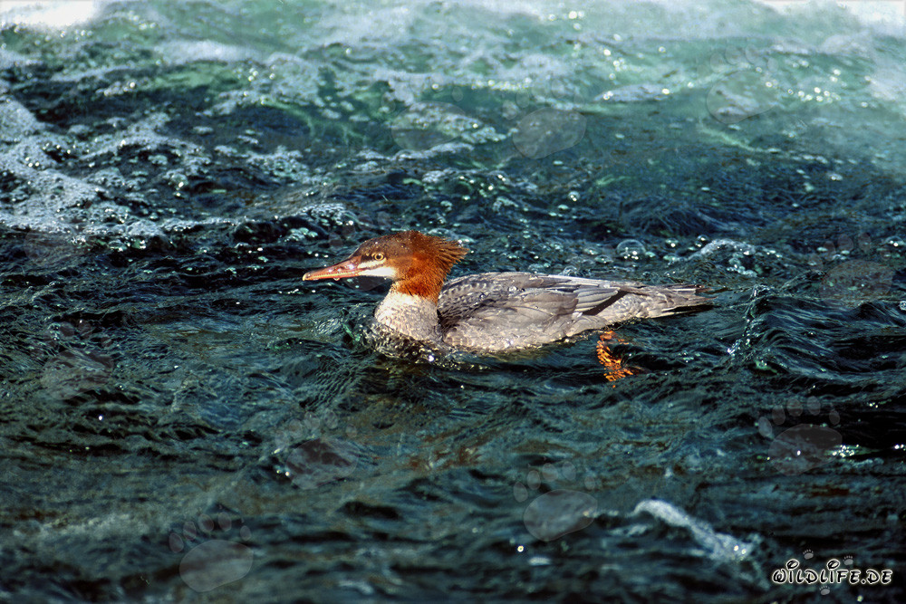Common Merganser - Majestic Diving Bird in Action