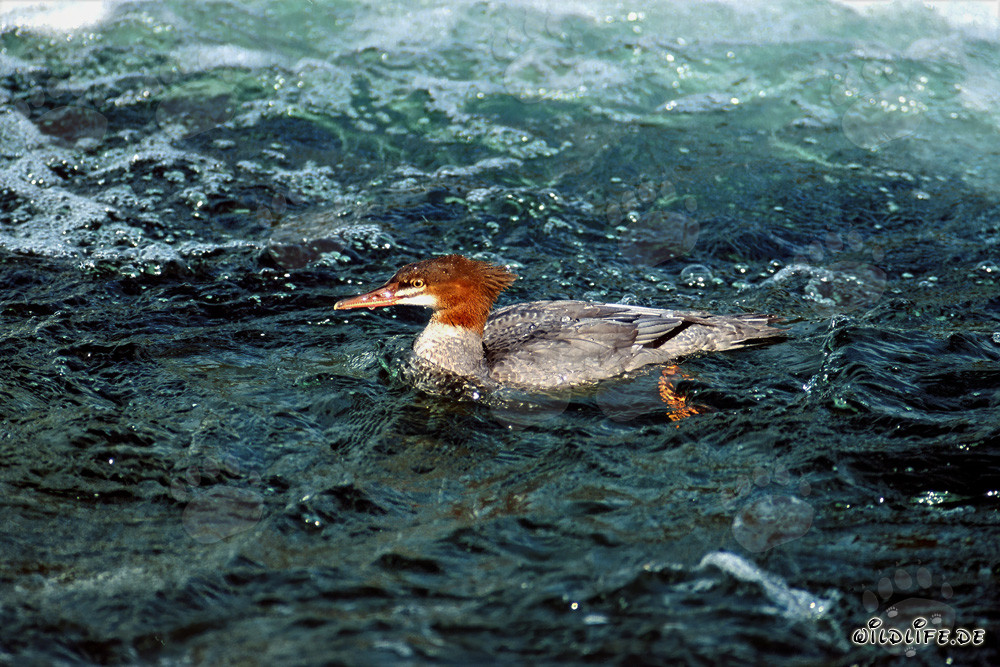 Gänsesäger - Majestätischer Tauchvogel in Aktion