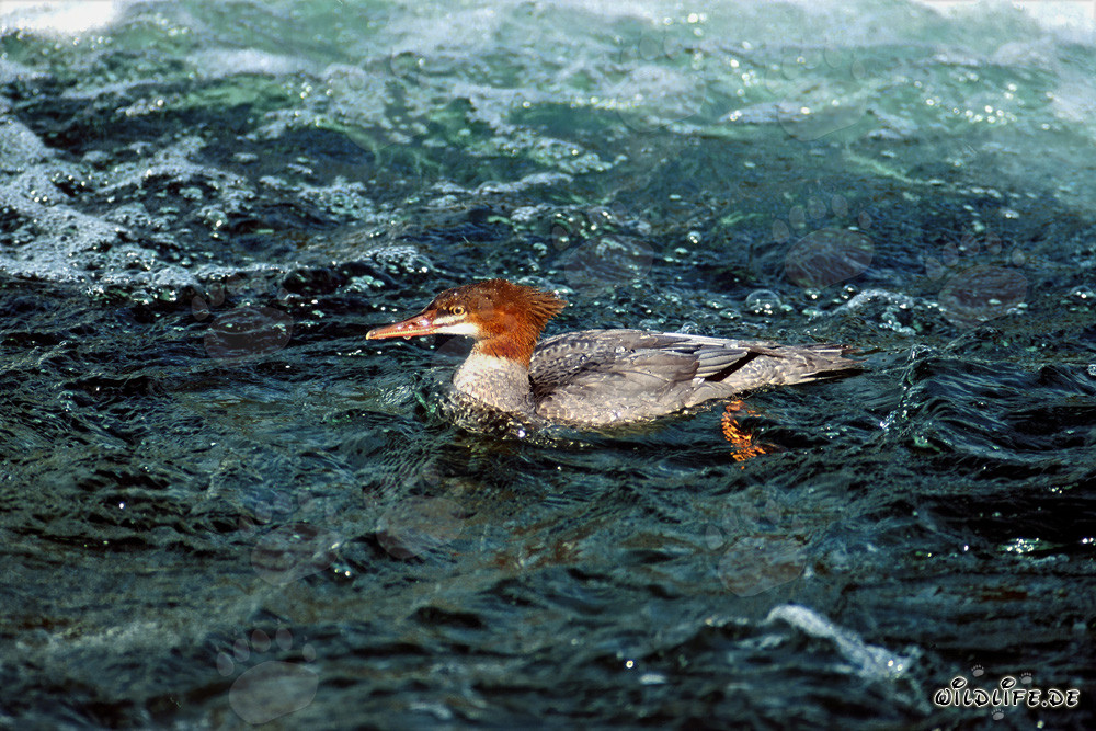 Harle bievre - Oiseau plongeur majestueux en action