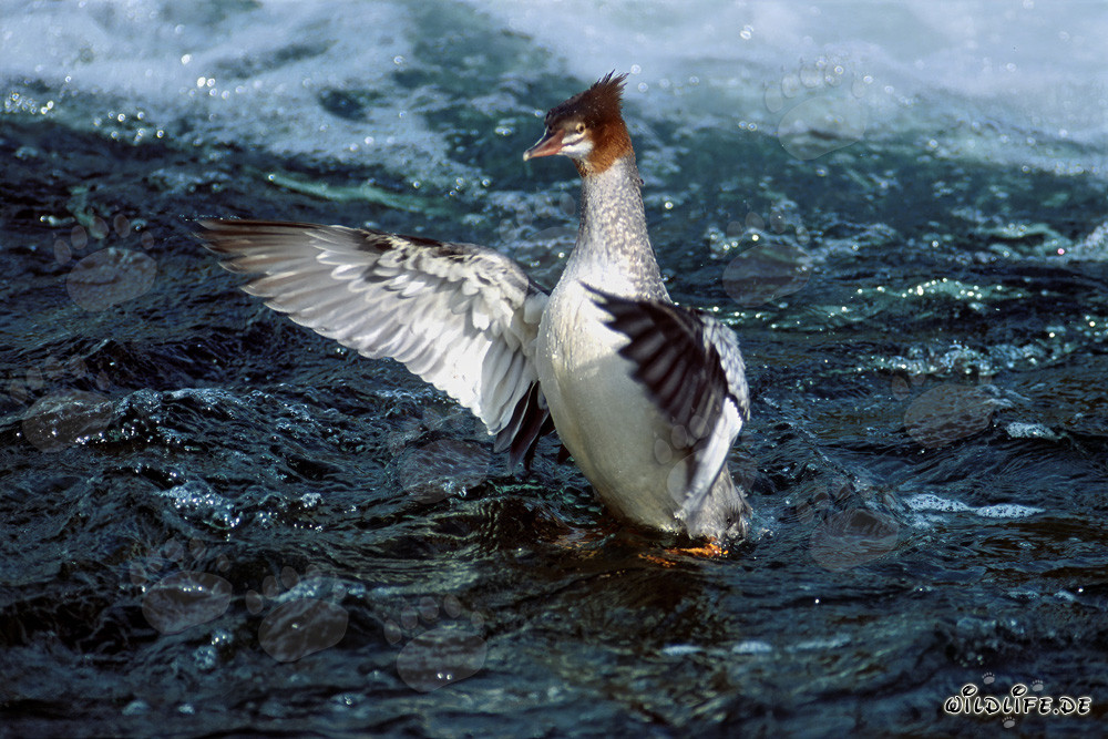 Majestätischer Gänsesäger schlägt mit den Flügeln in Brooks River, Alaska, USA