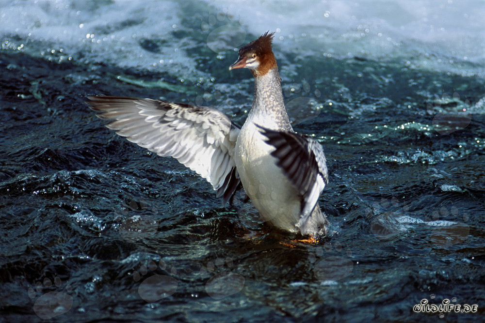 Majestic Goosander flaps its wings in Brooks River, Alaska, USA
