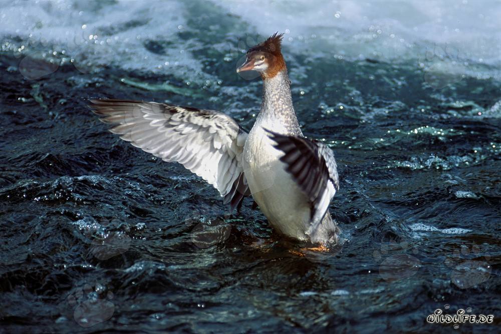 Majestuoso serreta grande batiendo las alas en Brooks River, Alaska, EE. UU.