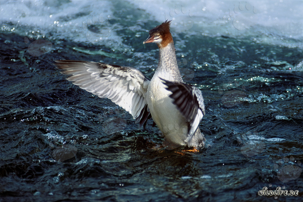 Maestoso svasso maggiore che sbatte le ali a Brooks River, Alaska, Stati Uniti