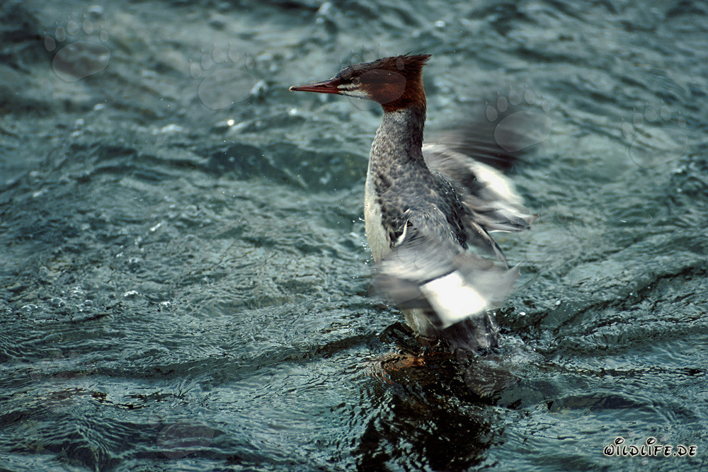 Goosander - Elegant diving bird with rapid wing beat