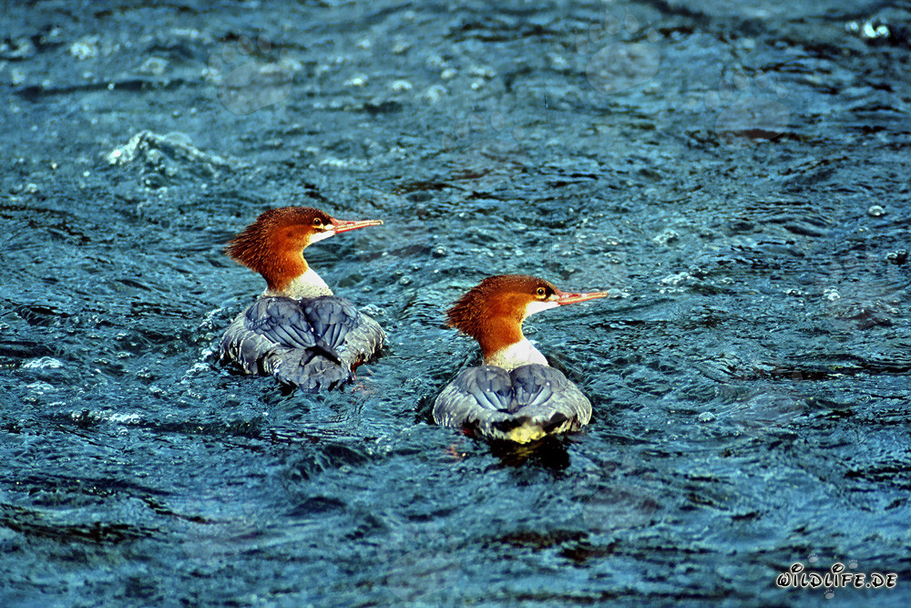 Zwei Gänsesäger beim Fischfang in Alaska