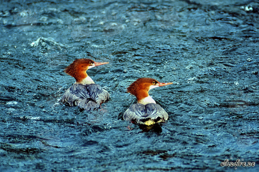 Two Goosander Fishing in Alaska