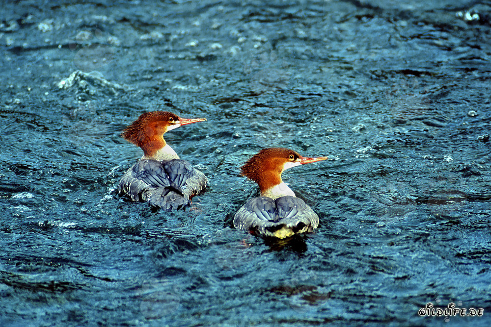 Deux Harles bièvres pêchant au l'Alaska