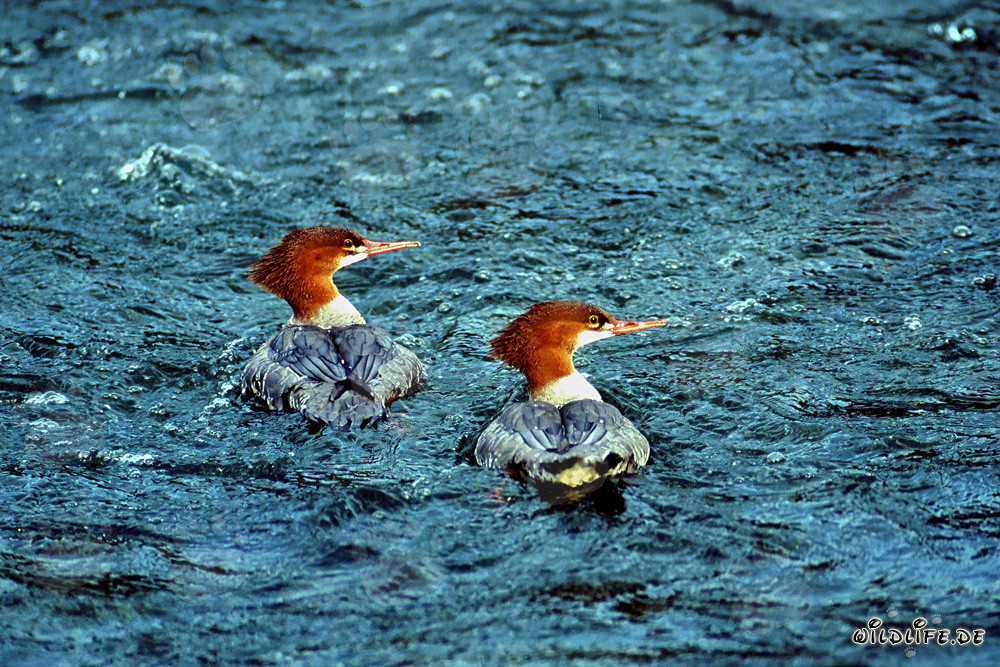 Dos Serretas pescando en Alaska