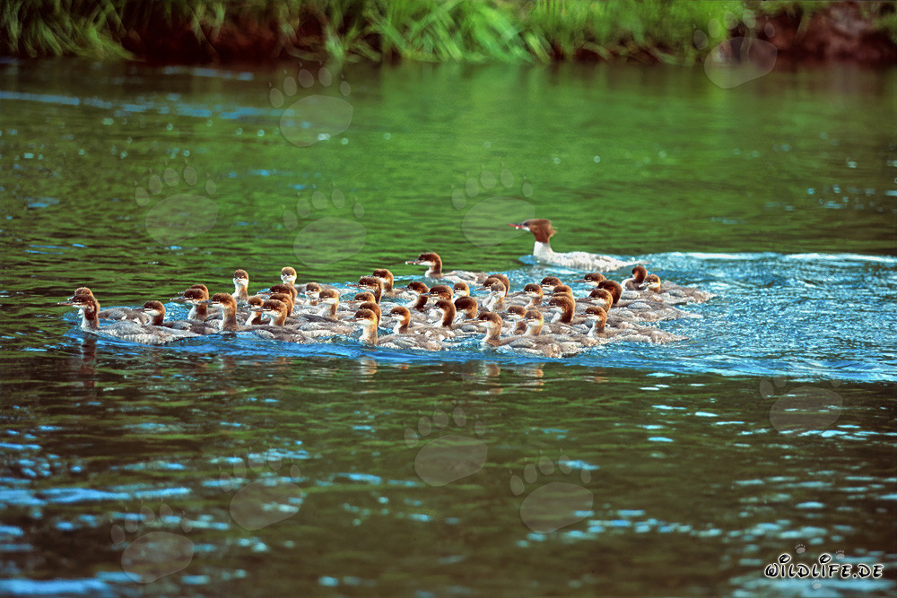 Formation fascinante de harles bièvres au pied de la cascade