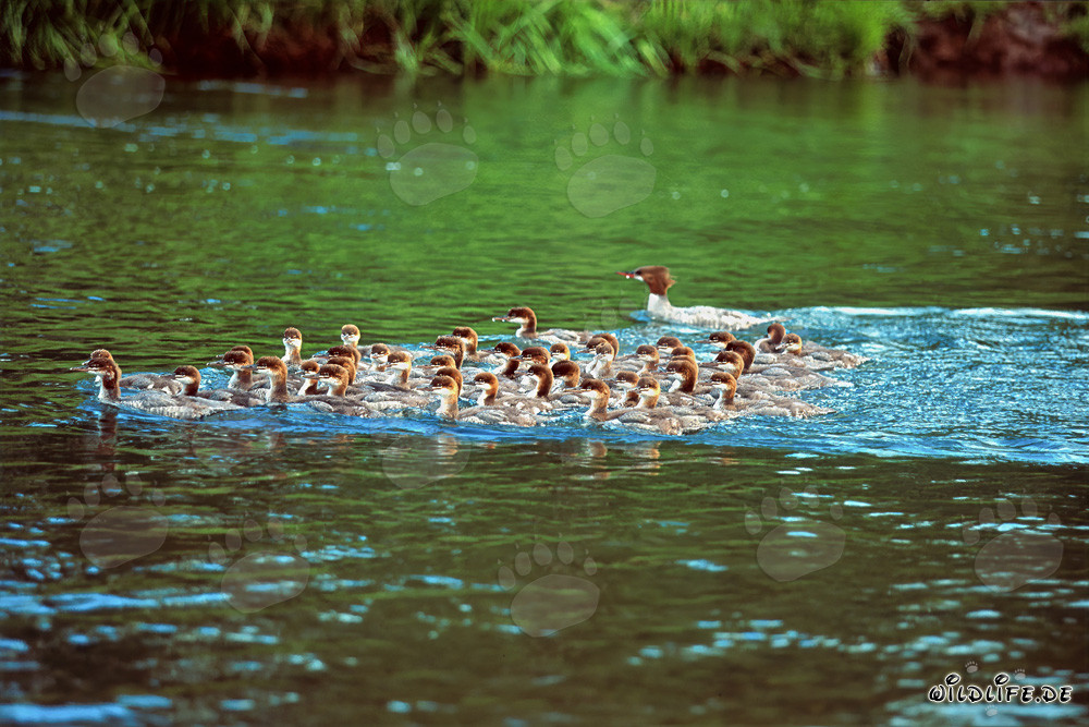 Faszinierende Gänsesägerformation am Wasserfall