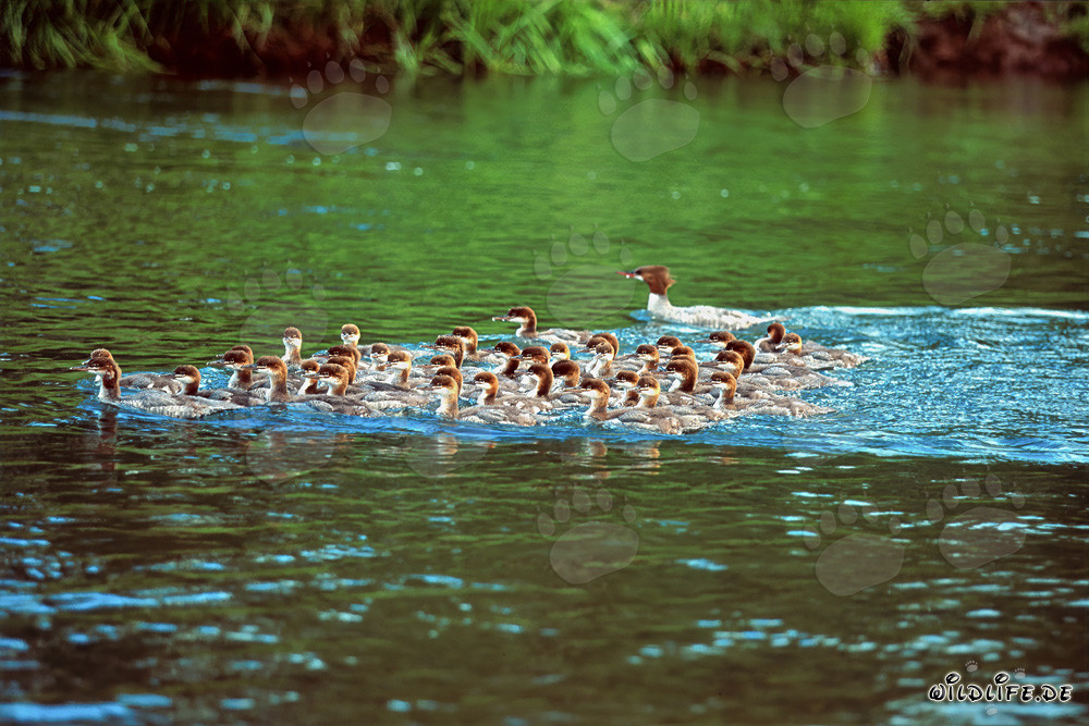 Fascinating Goosander Formation at the Waterfall