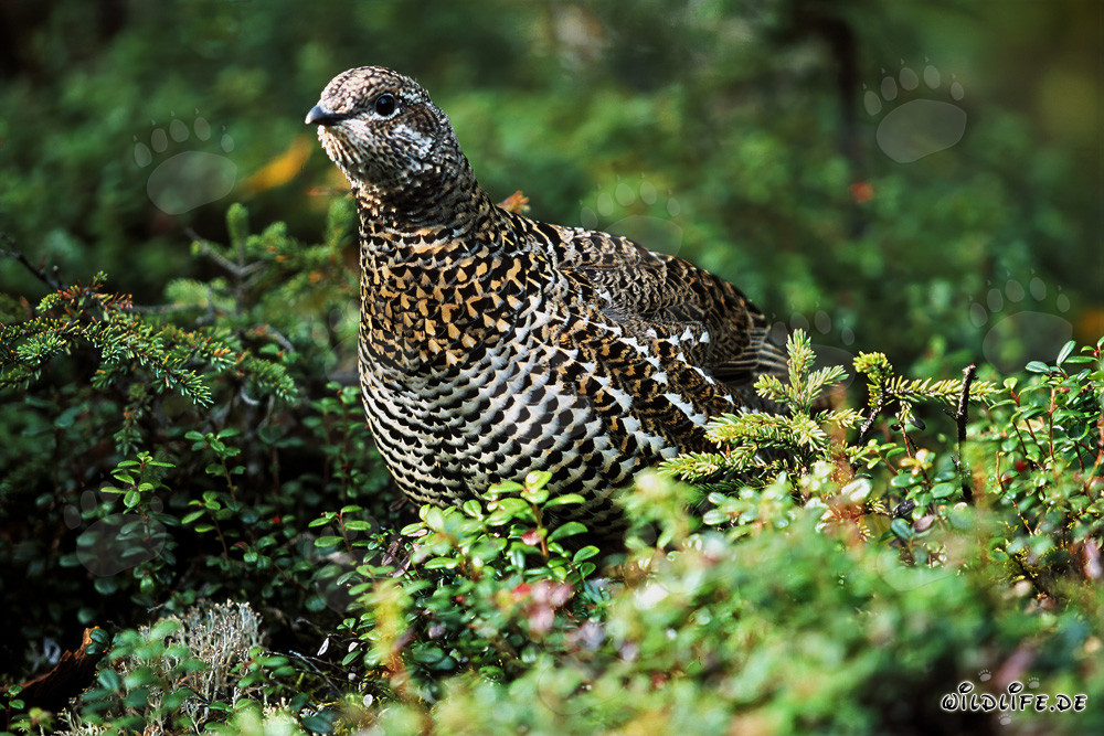 Gallo de las Nieves - Un habitante pacífico del denso bosque de coníferas