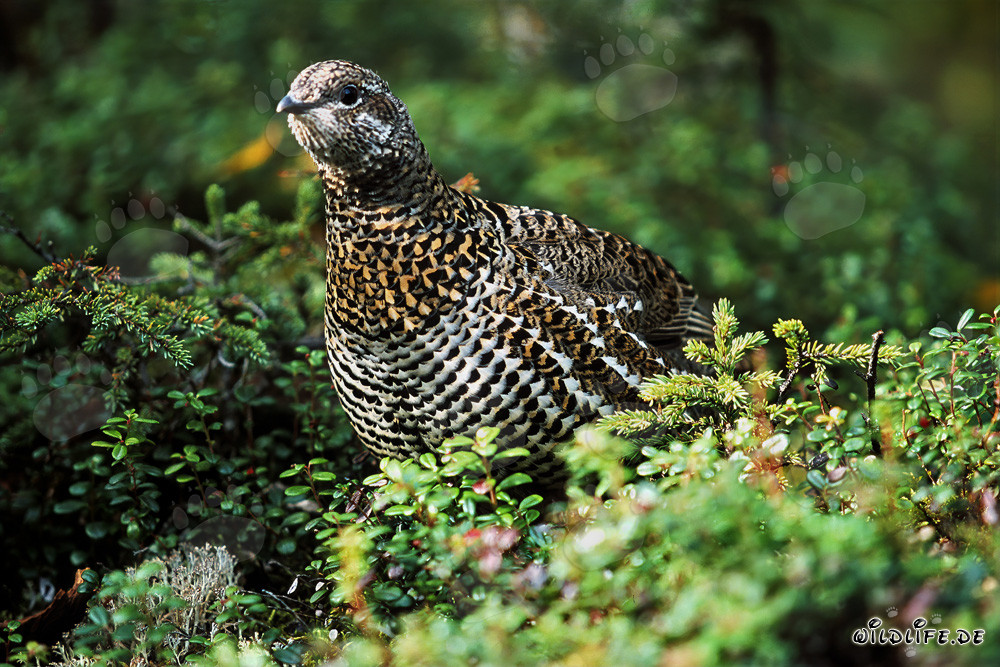 Spruce Grouse - A Peaceful Inhabitant of the Dense Coniferous Forest