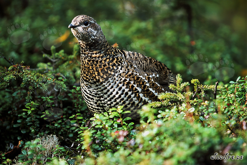 Tannenhuhn