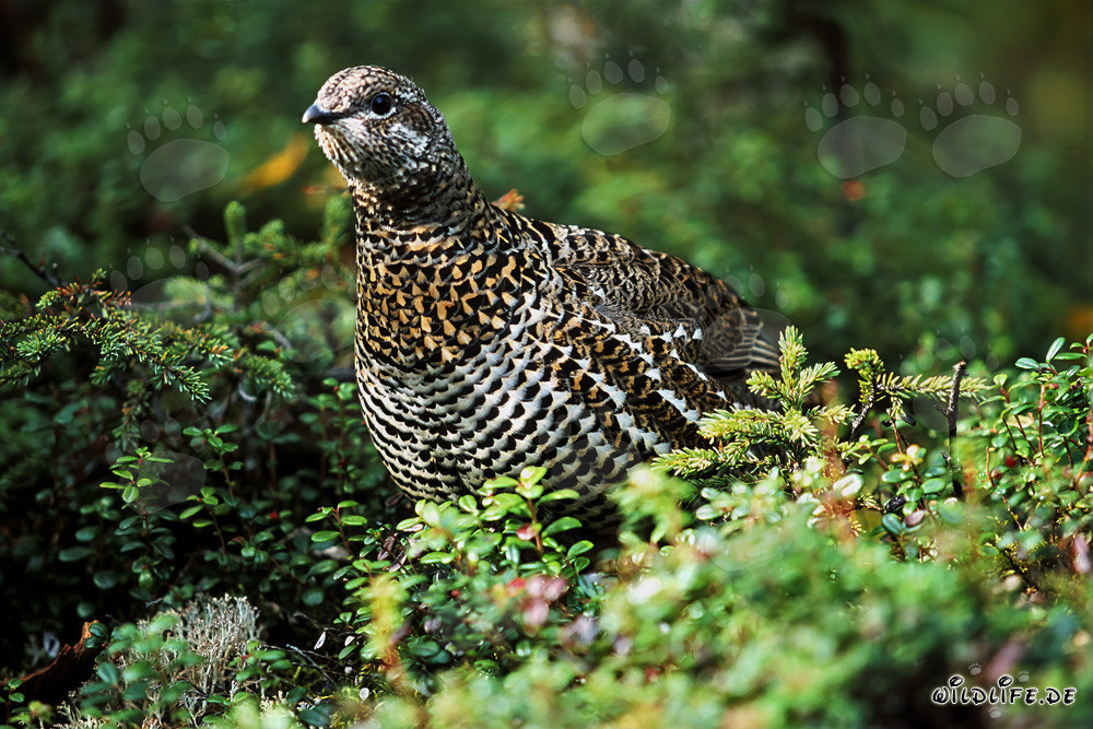 Tétras du Canada - Un habitant paisible de la dense forêt de conifères