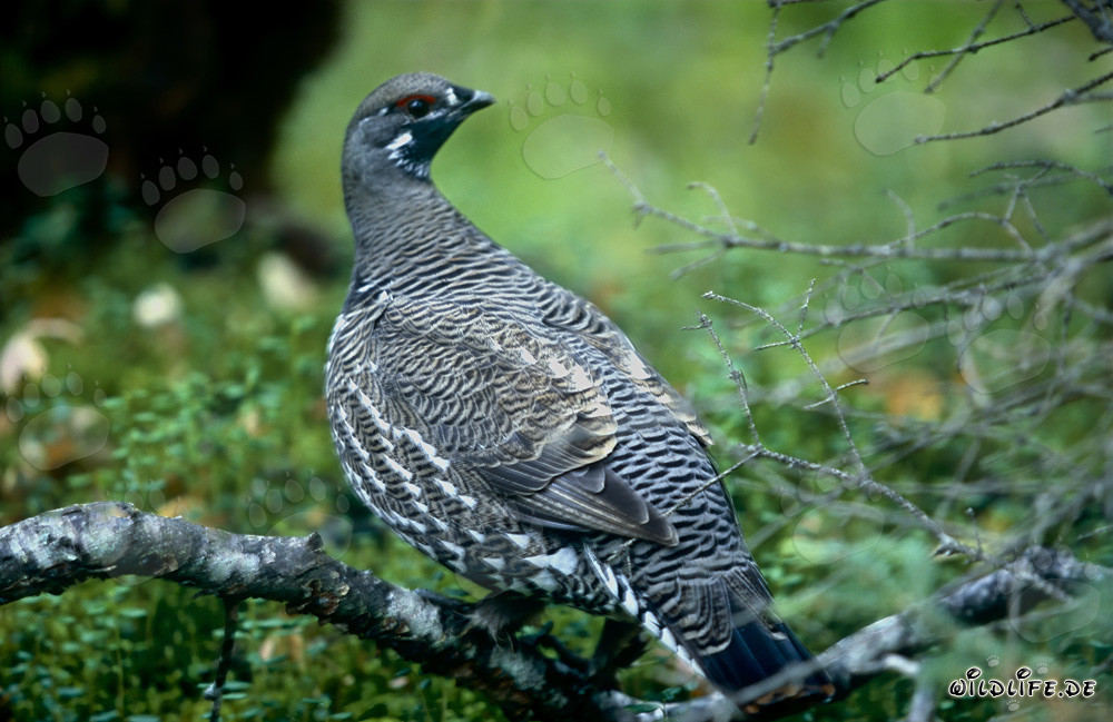 Spruce Grouse - Frugal and Cold-Resistant