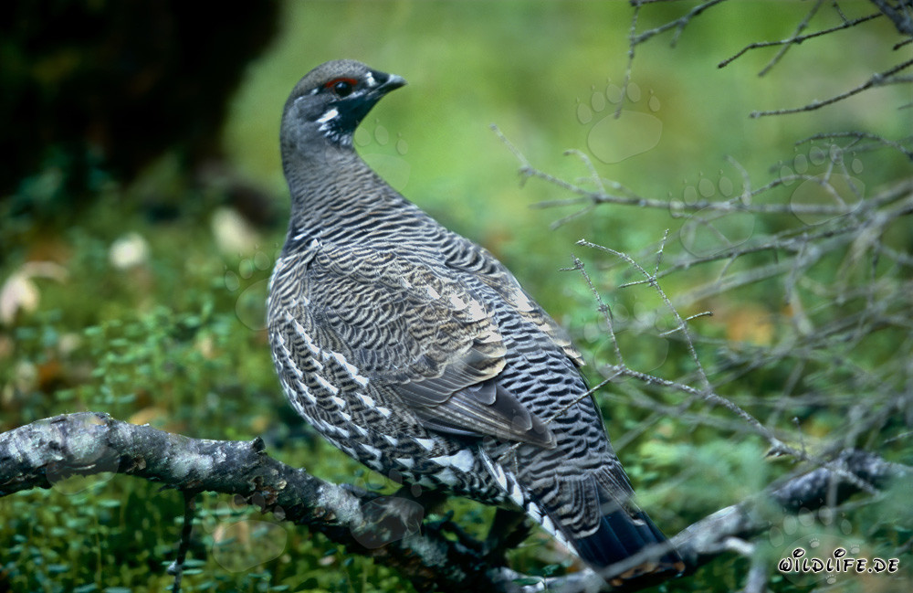 Tannenhuhn