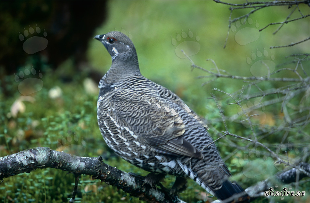Spruce Grouse on the Brooks River