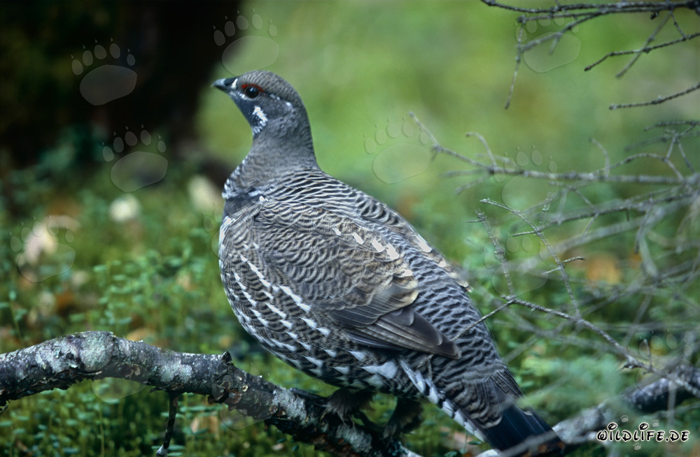 Tannenhuhn