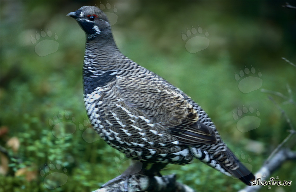 Gallo de las abetos (Dendragapus canadensis) en el río Brooks, Katmai, Alaska