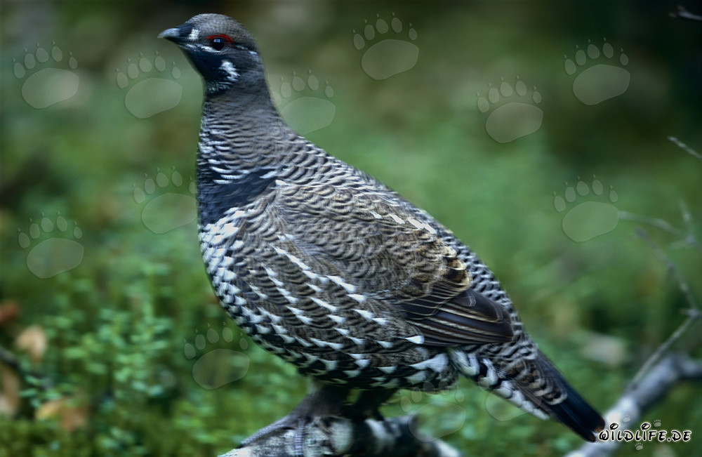 Spruce Grouse (Dendragapus canadensis) at Brooks River, Katmai, Alaska
