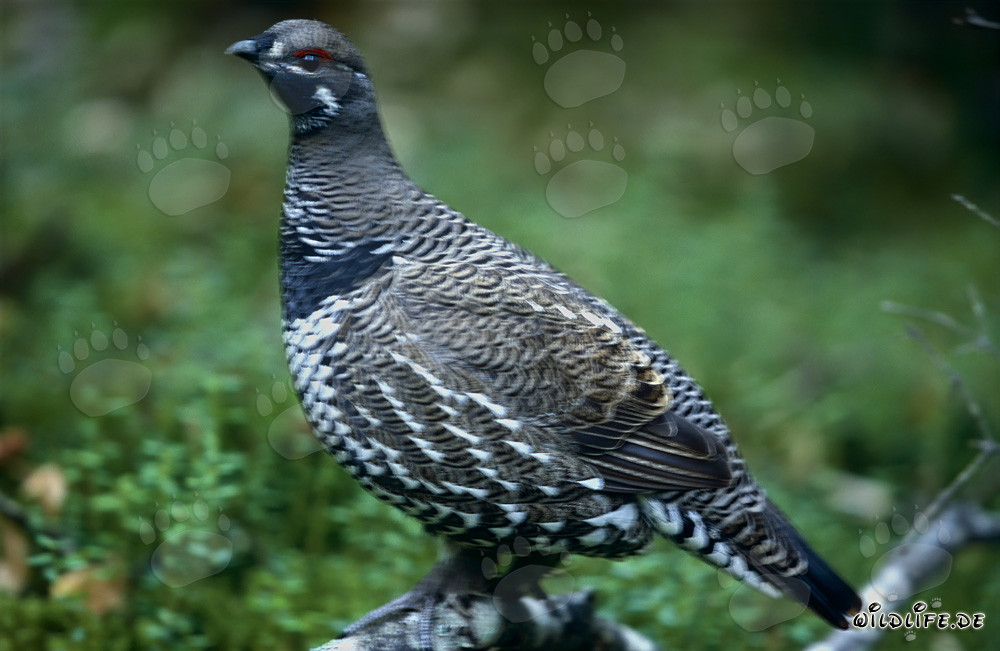 Tannenhuhn