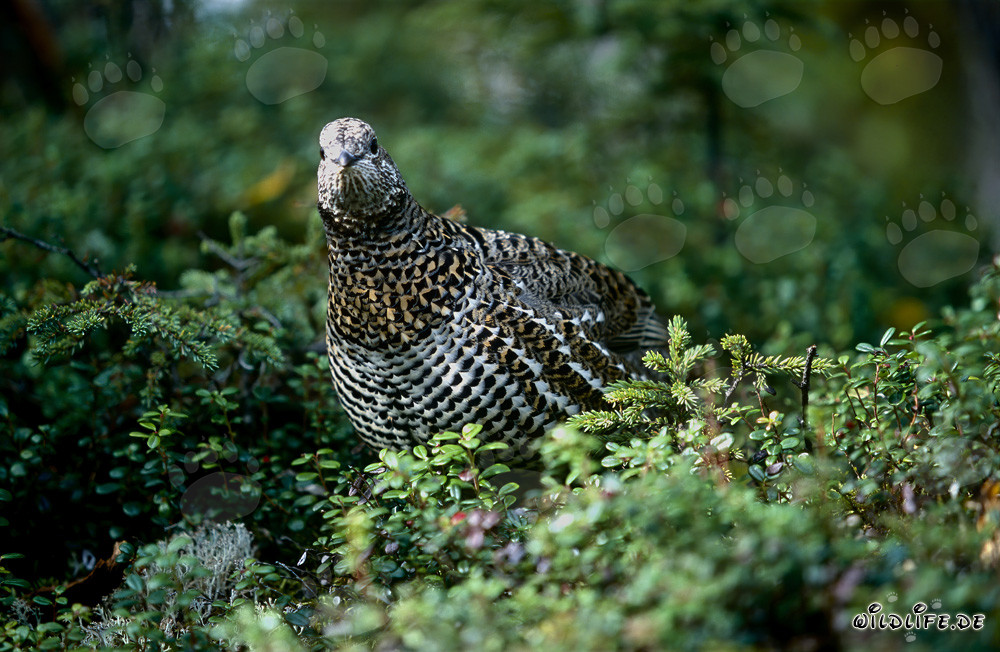 Gallo de las Rocallosas en busca de bayas
