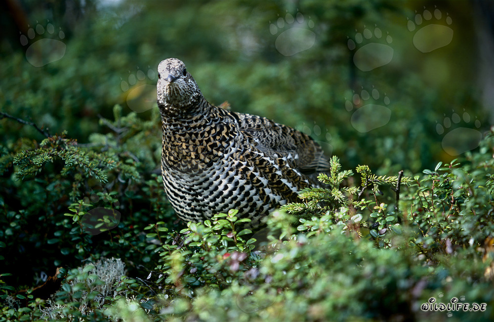 Spruce Grouse looking for berries