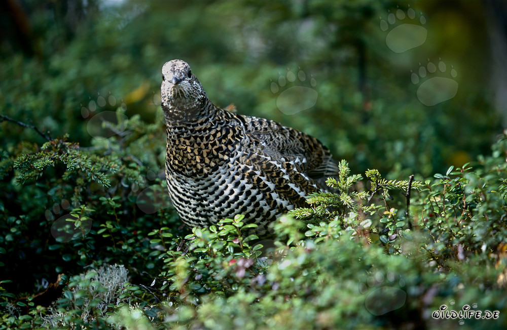 Tannenhuhn