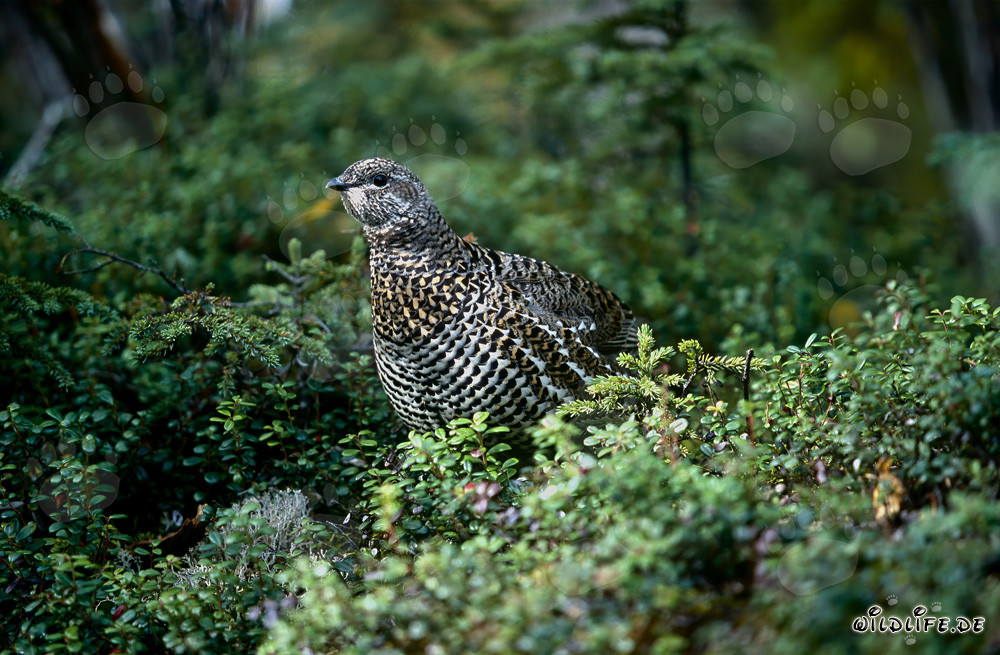 Spruce Grouse collecting berries at Brooks River, Katmai, Alaska