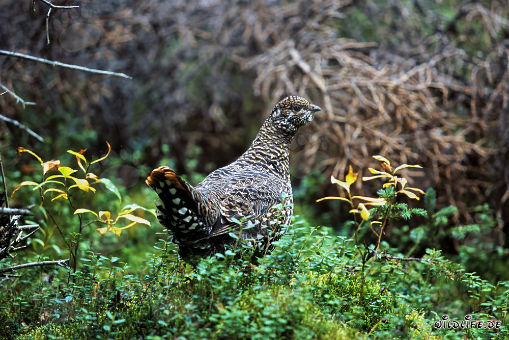Gallo de las Arboledas recogiendo bayas