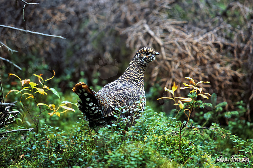 Gallo delle Foreste che raccoglie bacche