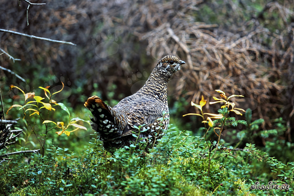 Tannenhuhn
