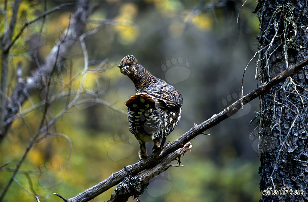 Fagiano dei larici confidente nella foresta di conifere