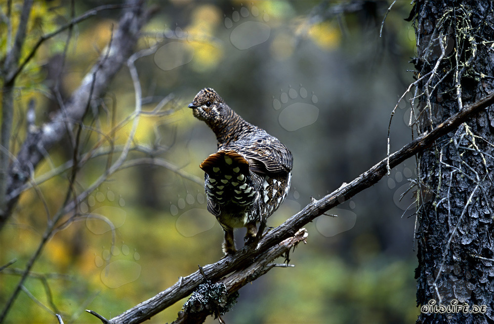 Poulet des sapins apprivoisé dans la forêt de conifères