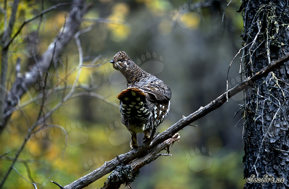 Friendly Spruce Grouse in Coniferous Forest