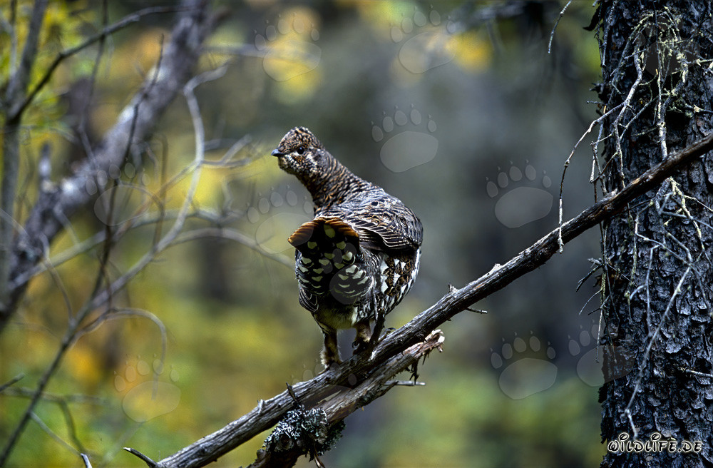 Tannenhuhn