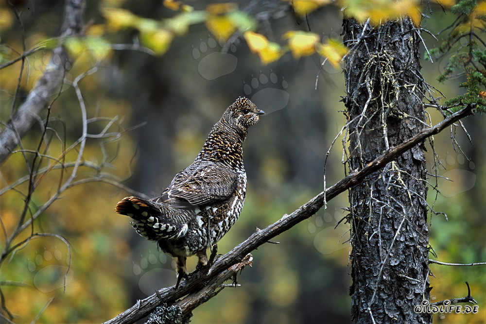 Spruce Grouse collecting cranberries on a branch